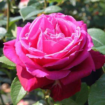 Роза чайно-гибридная ‘Senteur Royale’