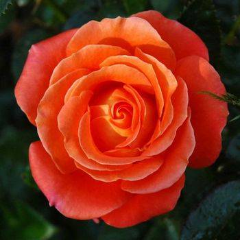 Роза чайно-гибридная ‘Super Star’ (Tropicana)