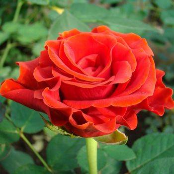 Роза чайно-гибридная ‘El Toro’