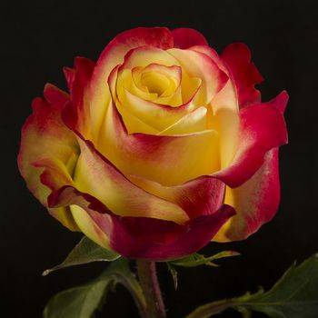 Роза чайно-гибридная ‘Hot Merengue’