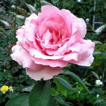 Роза чайно-гибридная ‘Jardins de Villandry’