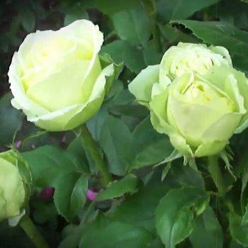 Роза чайно-гибридная ‘Limbo’