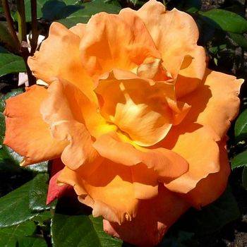 Роза чайно-гибридная ‘Louis de Funes’