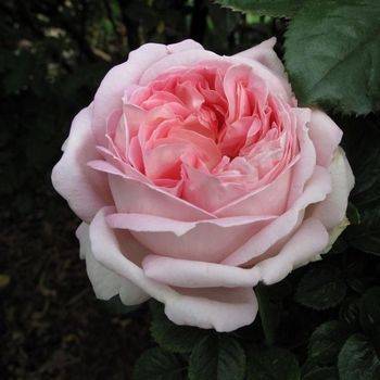 Роза чайно-гибридная ‘Myriam’ (AmazingGrace)