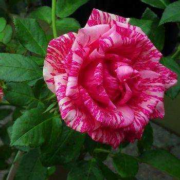 Роза чайно-гибридная ‘Pink Intuition’