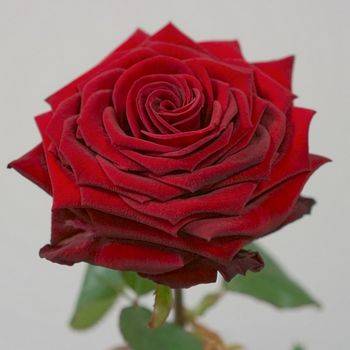 Роза чайно-гибридная ‘Red Naomi’