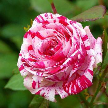 Роза чайно-гибридная ‘Satin’