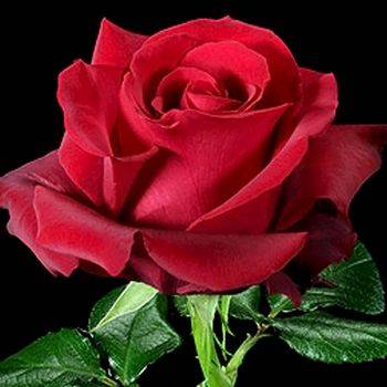 Роза чайно-гибридная ‘Sexy Red’