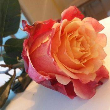 Роза чайно-гибридная 3D