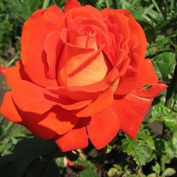 Роза чайно-гибридная ‘Verano’
