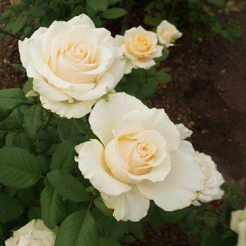 Роза чайно-гибридная ‘White Dragon’