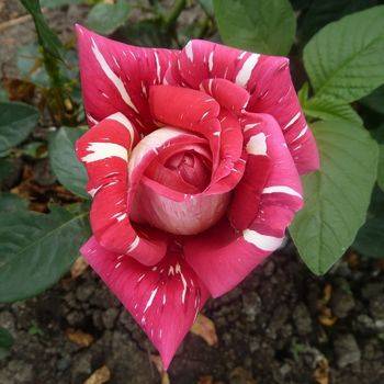 Роза чайно-гибридная ‘Пестрая Фантазия’