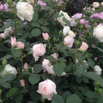 Роза шраб (парковая) ‘Desdemona’