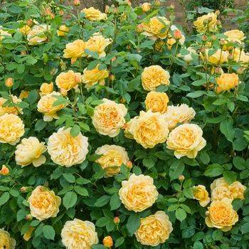 Роза шраб (парковая) ‘Golden Celebration’