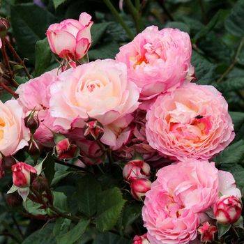 Роза шраб (парковая) ‘Mme de Stael’