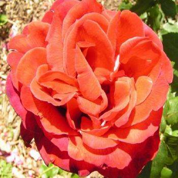 Роза шраб (парковая) ‘Shalom’