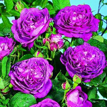 Роза шраб (парковая) ‘Reinede Violettes’