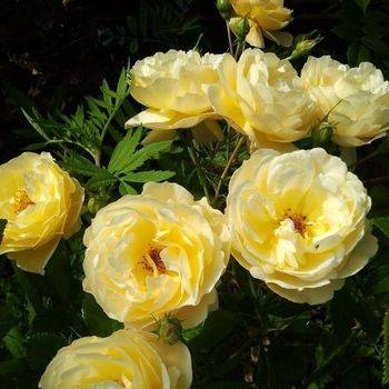 Роза шраб (парковая) ‘Sonnensсhirm’ (Broadlands, Canicule, Golden Touch, Creme Brulee, Sun Umbrella)