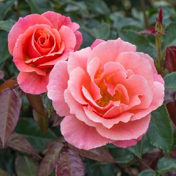Роза флорибунда ‘Fragrant Delight’