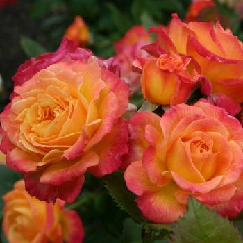 Роза флорибунда ‘Gartenspaß’
