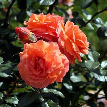 Роза шраб (парковая) ‘Belvedere’