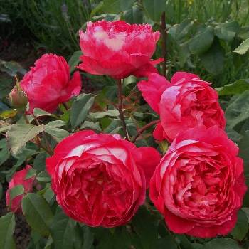 Роза шраб (парковая) ‘Benjamin Britten’