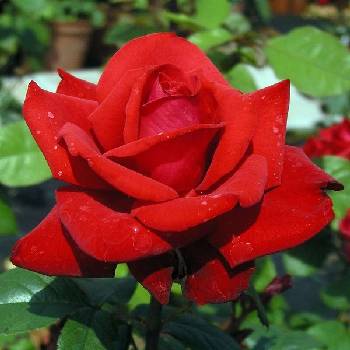 Роза чайно-гибридная ‘Grande Amore’