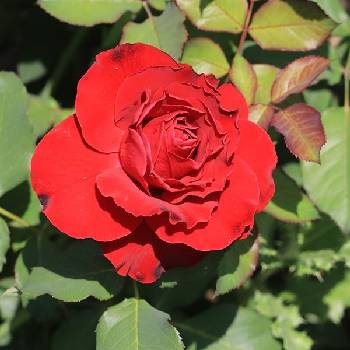 Роза чайно-гибридная ‘Lovely Red’