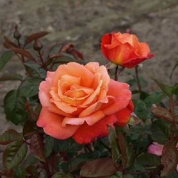 Роза чайно-гибридная ‘Troika’