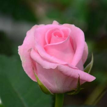 Роза чайно-гибридная ‘Revival’ 