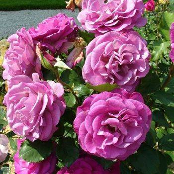 Роза грандифлора ‘Violette Parfumee’