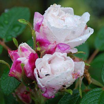 Роза ругоза ‘Louise Bugnet’