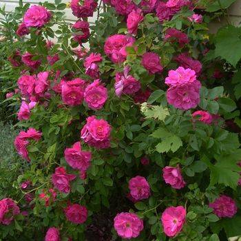 Роза шраб (парковая) ‘John Cabot’