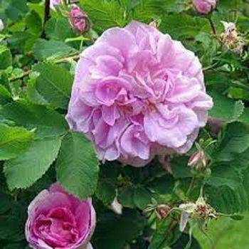 Роза шраб (парковая) ‘Sweet Adeline’