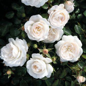 Роза миниатюрная ‘Kastelruther Spatzen Rose’
