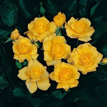 Роза минифлора (патио) ‘Gelber Kobold’