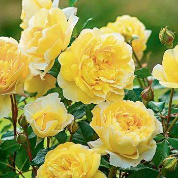 Роза плетистая ‘Golden Parfume’