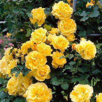 Роза плетистая ‘Golden Schowers’