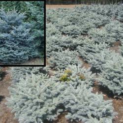 Ель колючая Glauca Globosa (Picea pungens Glauca Globosa)