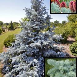 Ель колючая Hoopsii (Picea pungens ‘Hoopsii’)