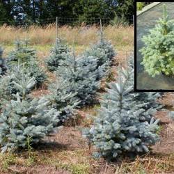 Ель колючая Super Blue (Picea pungens Super Blue)