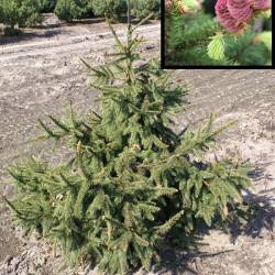 Ель обыкновенная ACROCONA (Picea abies ACROCONA)