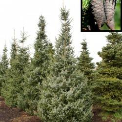 Ель сербская (Picea omorika)