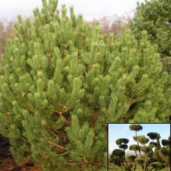 Сосна горная mughus (Pinus mugo mughus)