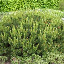 Сосна горная pumilio (Pinus mugo pumilio)