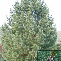 Сосна кедровая европейская (Pinus cembra)