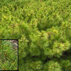 Сосна кедровая стланниковая Chlorocarpa (Pinus pumila Chlorocarpa)
