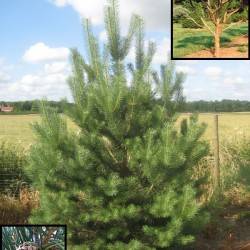 Сосна обыкновенная (Pinus sylvestris)