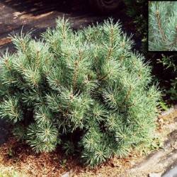 Сосна обыкновенная Argentea Compacta (Pinus sylvestris ‘Argentea Compacta’)