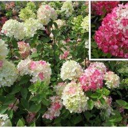 Гортензия метельчатая ‘Diamant Rouge’ Hydrangea paniculata ‘Diamant Rouge’
